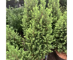 Dwergspar - Picea glauca 'Conica'
