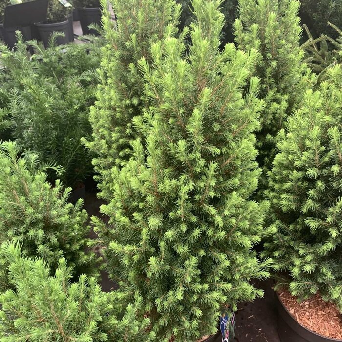 Dwergspar - Picea glauca 'Conica'