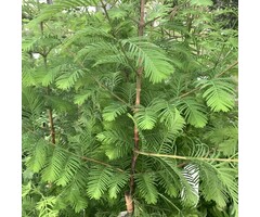 Chinese moerascipres - Metasequoia glyptostroboides