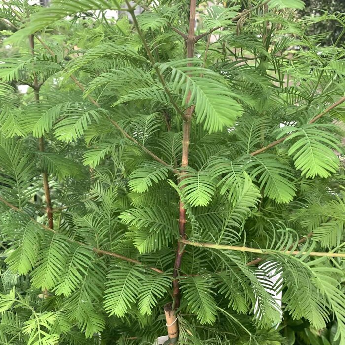 Chinese moerascipres - Metasequoia glyptostroboides
