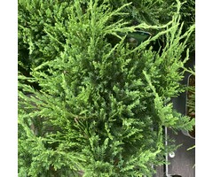 Jeneverbes - Juniperus pfitzeriana 'Mint Julep'
