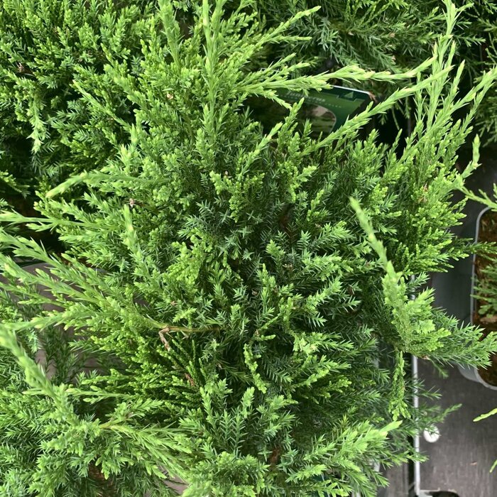 Jeneverbes - Juniperus pfitzeriana 'Mint Julep'