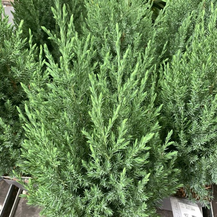 Jeneverbes - Juniperus chinensis 'Stricta'