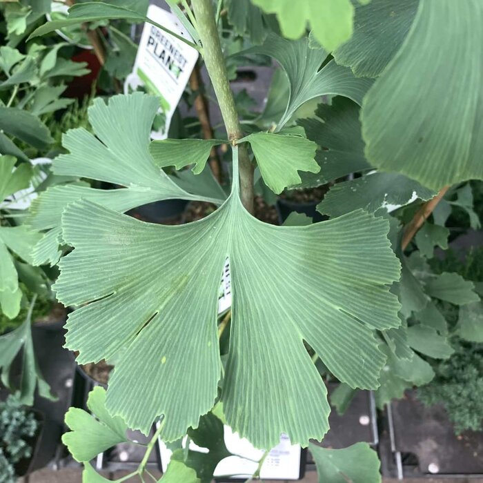 Zuilvormige Japanse Notenboom - Ginkgo biloba 'Menhir'