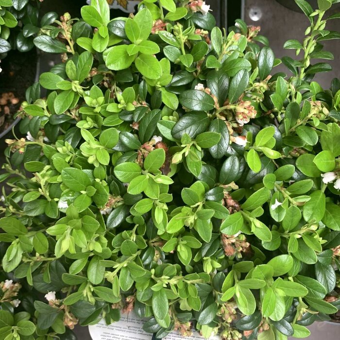 Cranberry - Vaccinium macrocarpon