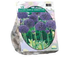 Sierui - Allium Aflatunense Purple Sensation per 15
