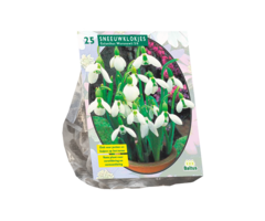 Sneeuwklokje - Galanthus Woronowii (25 bloembollen)