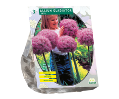 Sierui - Allium Gladiator His Excellence (3 bloembollen)