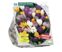 Krokus - Crocus Grootbloemig (Mix van 30 bollen)