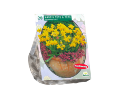 Narcis - Narcis Mini Tête à Tête (20 bloembollen)