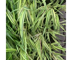 Japans siergras - Hakonechloa macra 'Aureola'