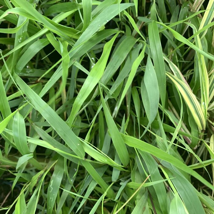 Japans siergras - Hakonechloa macra