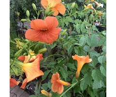 Trompetbloem - Campsis tagliabuana 'Indian Summer'