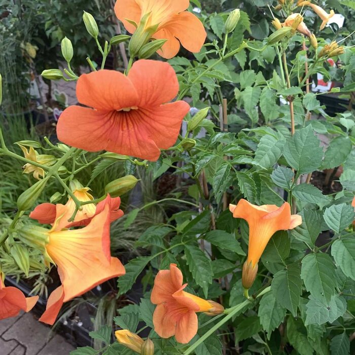 Trompetbloem - Campsis tagliabuana 'Indian Summer'