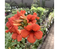 Trompetbloem - Campsis radicans 'Flamenco'