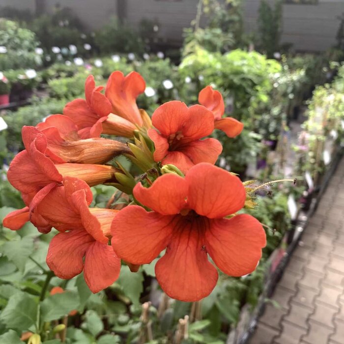 Trompetbloem - Campsis radicans 'Flamenco'
