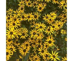 Zonnehoed - Rudbeckia fulgida 'Goldsturm'