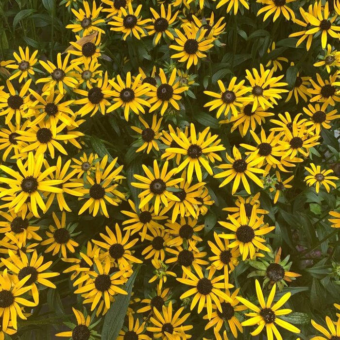 Zonnehoed - Rudbeckia fulgida 'Goldsturm'