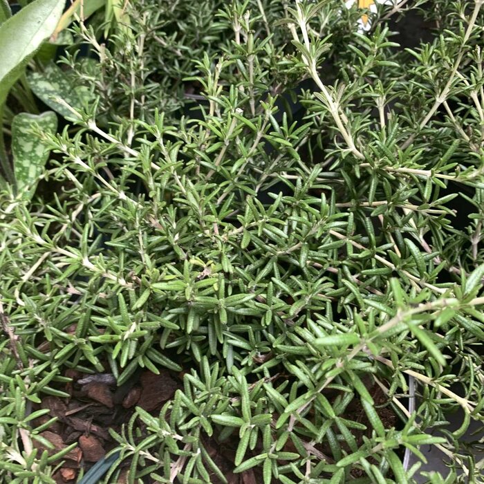 Rozemarijn (Rosmarinus officinalis 'Capri')