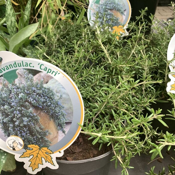 Rozemarijn (Rosmarinus officinalis 'Capri')