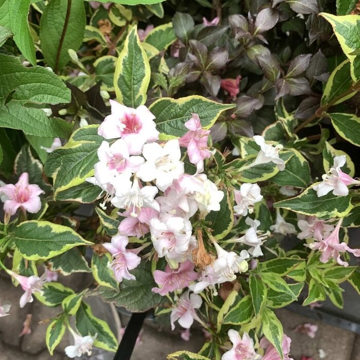 Weigelia (Weigela florida 'Nana Variegata')
