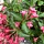 Weigela (Weigela 'Bristol Ruby')