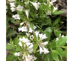 Weigelia - Weigela 'Candida'