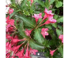 Weigelia - Weigela 'All Summer Red'