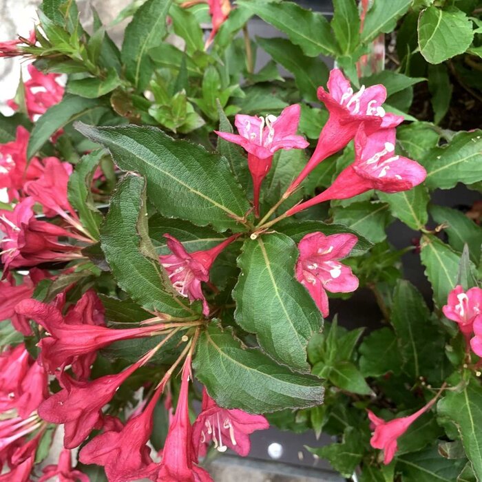 Weigelia (Weigela 'All Summer Red')