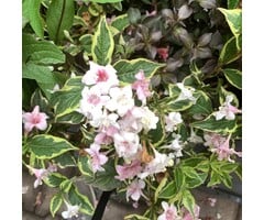 Weigelia - Weigela 'All Summer Monet'