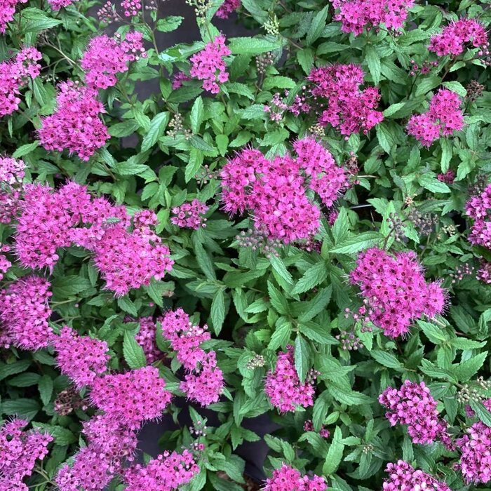 Spierstruik (Spirea japonica 'Anthony Waterer')