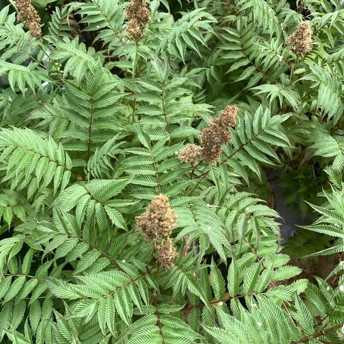 Lijsterbesspirea (Sorbaria sorbifolia 'Sem' )