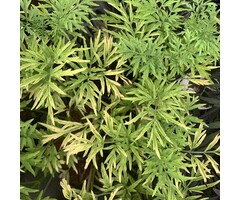 Meerstammige Gele Vlier - Sambucus nigra Golden Tower meerstammig