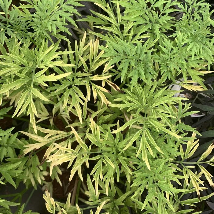 Gele Vlier - Sambucus nigra Golden Tower meerstammig