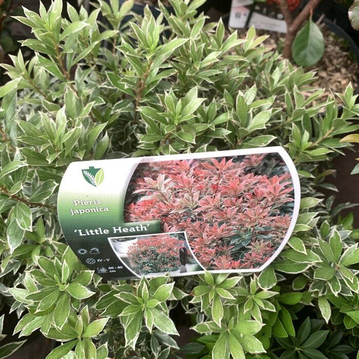 Rotsheide (Pieris japonica 'Little Heath')