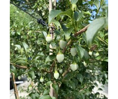 Japanse storax - Styrax japonicus 'Purple Haze'