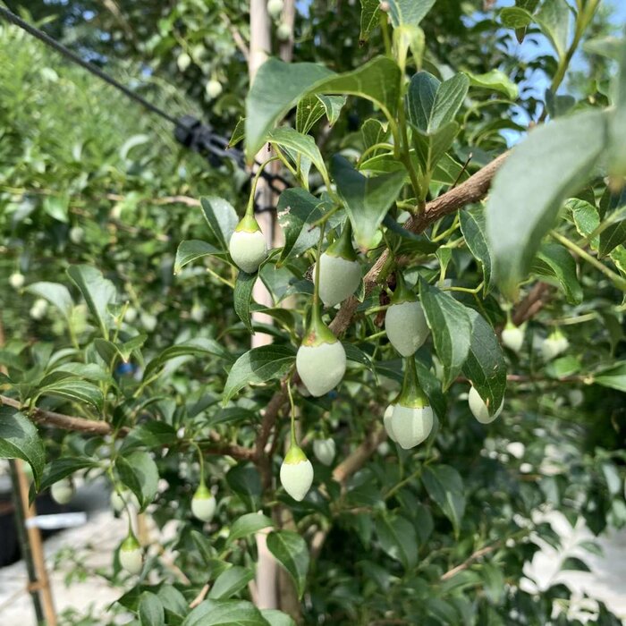Japanse storax - Styrax japonicus 'Type Chris'