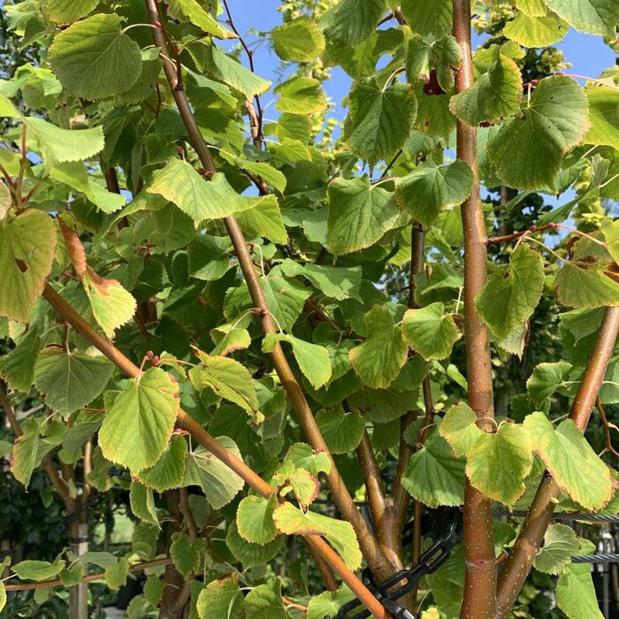 Lindeboom - Tilia cordata 'Winter Orange'