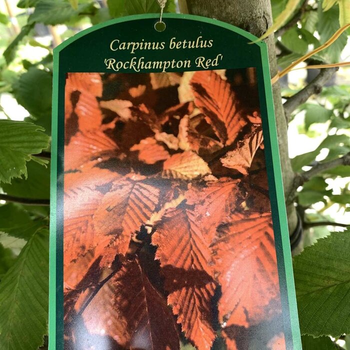 Haagbeuk - Carpinus betulus 'Rockhampton Red'