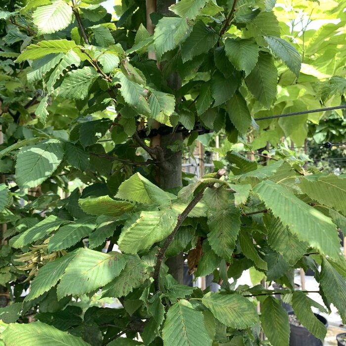 Haagbeuk - Carpinus betulus 'Rockhampton Red'