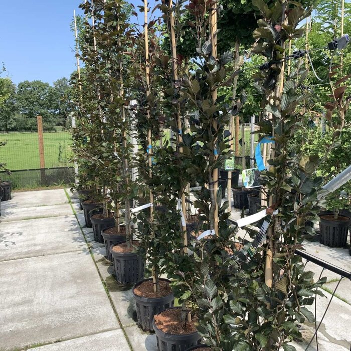 Smalopgaande rode beuk - Fagus sylvatica 'Dawyck Purple'