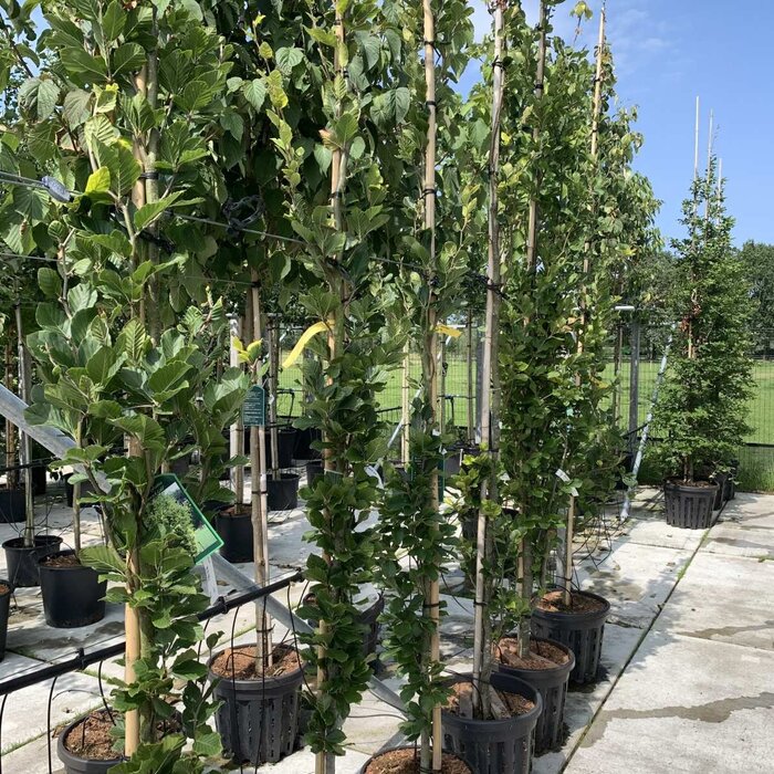 Zuilbeuk - Fagus sylvatica 'Dawyck'