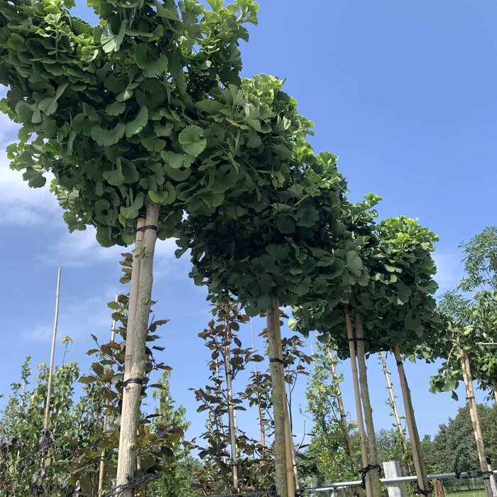 Japanse Notenboom - Ginkgo biloba 'Mariken'