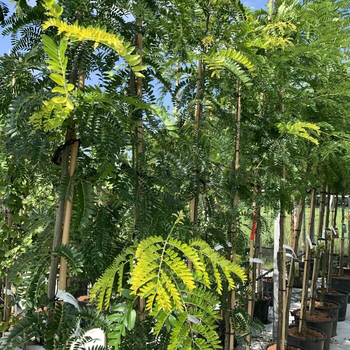 Gele Christusdoorn - Gleditsia triacanthos 'Sunburst'
