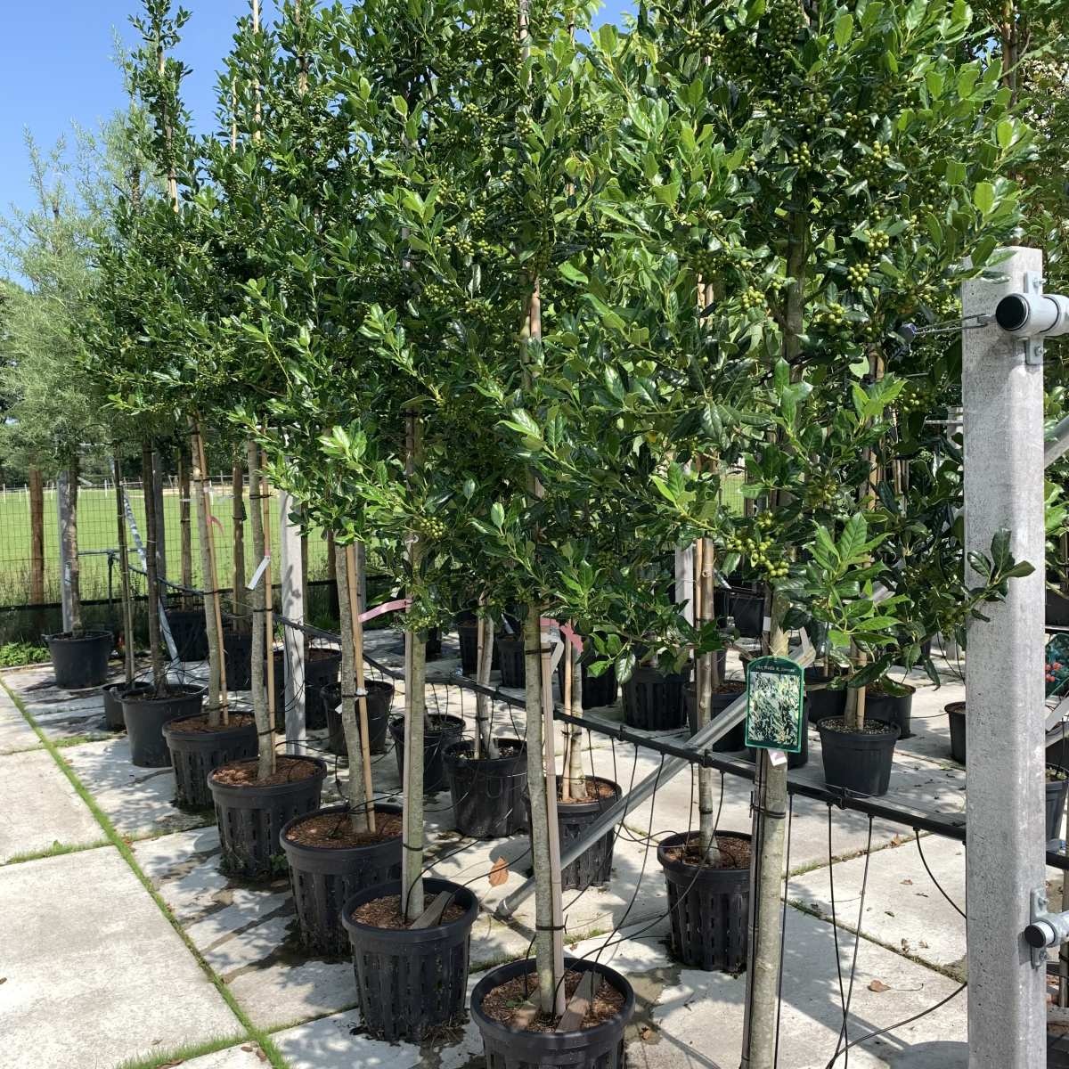 Hulst  - Ilex koehneana 'Chestnut Leaf'