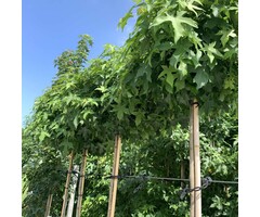 Bolamberboom op stam  - Liquidambar styraciflua 'Gum Ball'