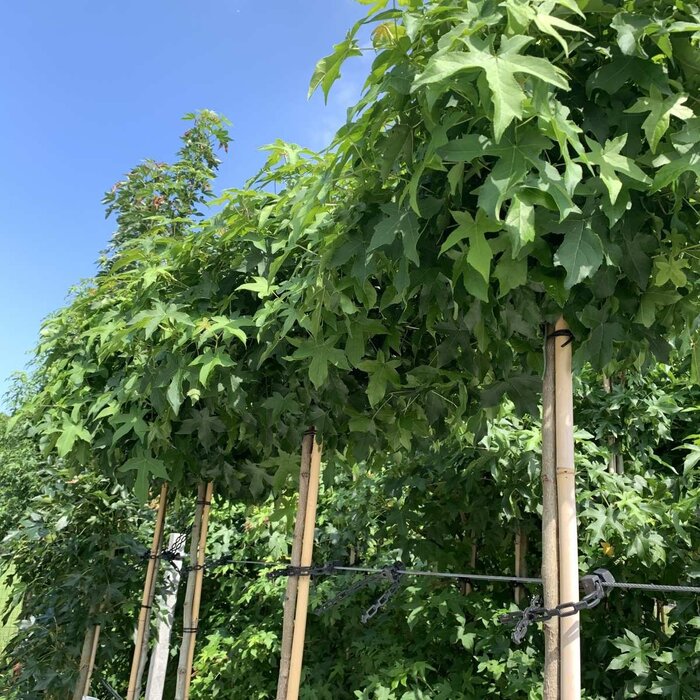 Bolamberboom op stam  - Liquidambar styraciflua 'Gum Ball'