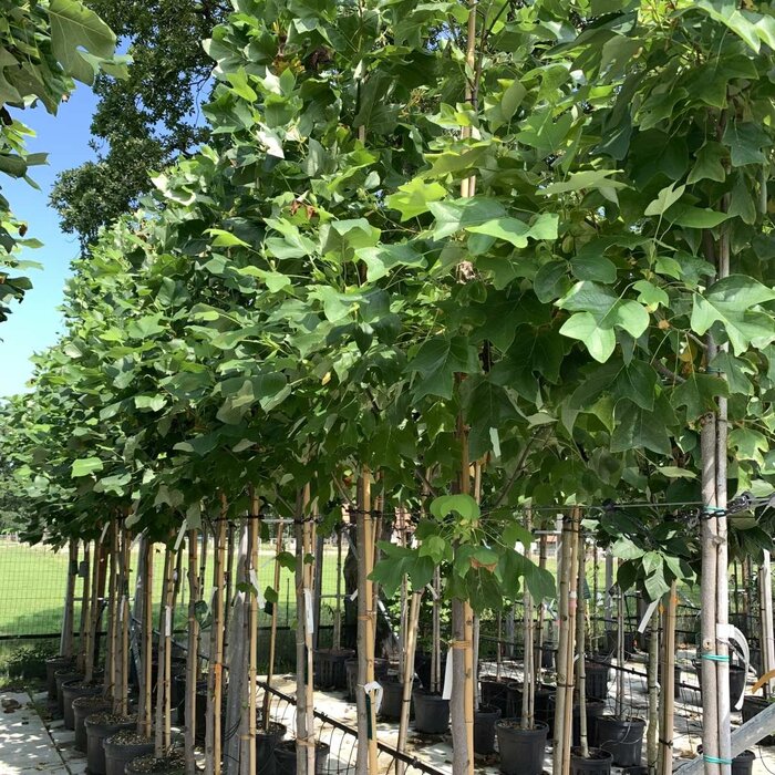Bolamberboom op stam  - Liquidambar styraciflua 'Gum Ball'