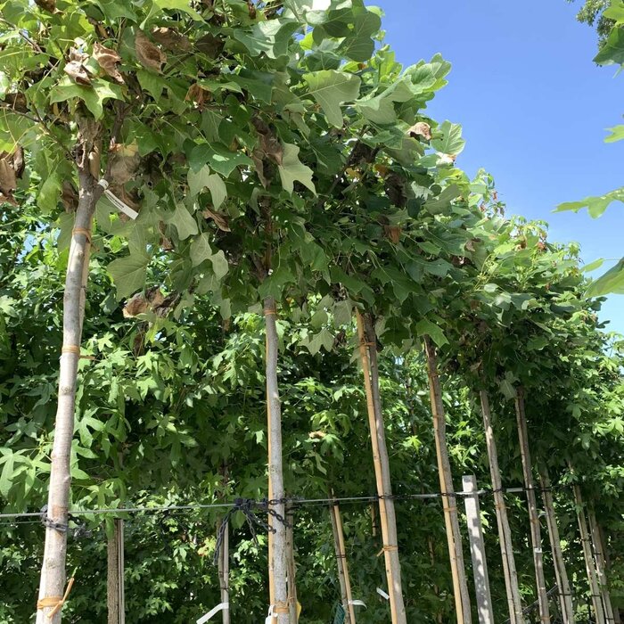 Bolamberboom op stam  - Liquidambar styraciflua 'Gum Ball'