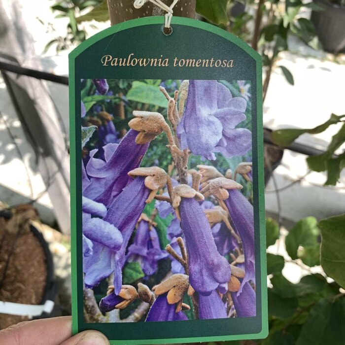 Anna Paulownaboom - Paulownia tomentosa